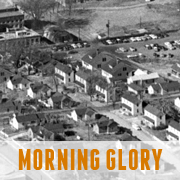 Morning Glory